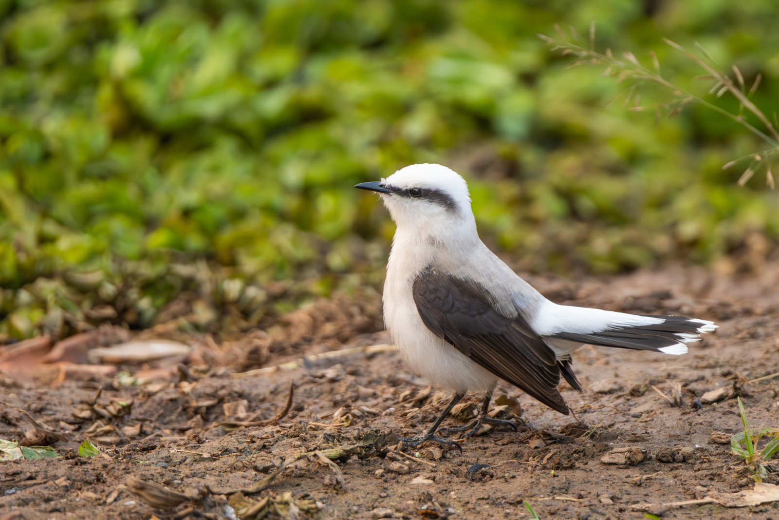 image Masked Water-Tyrant